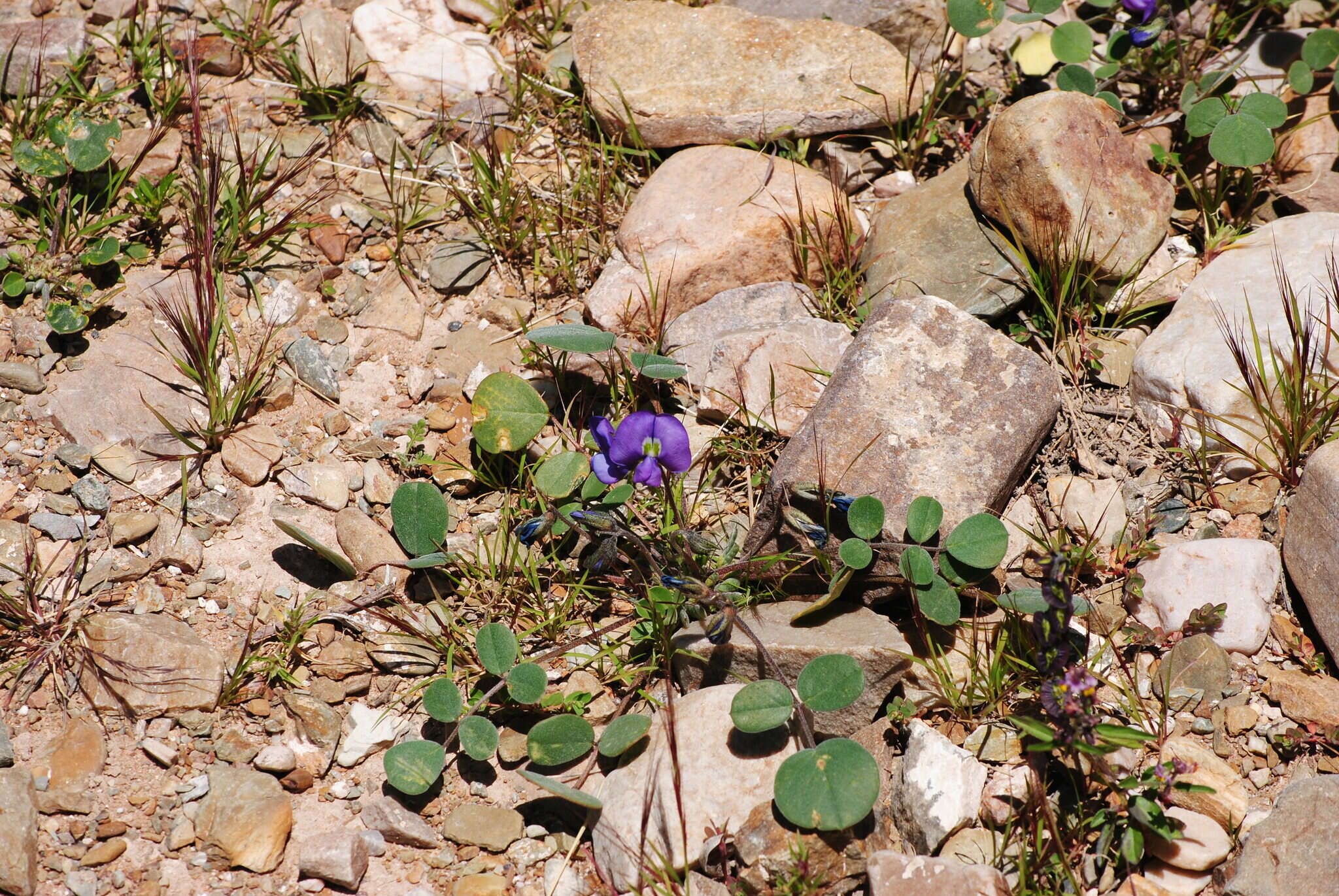 Image of <i>Poissonia heterantha</i>