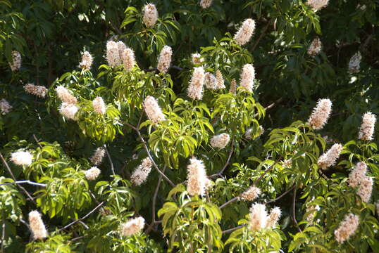 Image of California buckeye