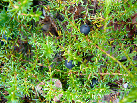 Image of black crowberry