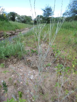 Imagem de Eriogonum polycladon Benth.