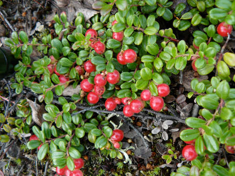 Image of lingonberry