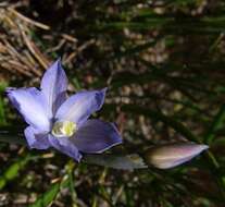 Image of Veined sun orchid