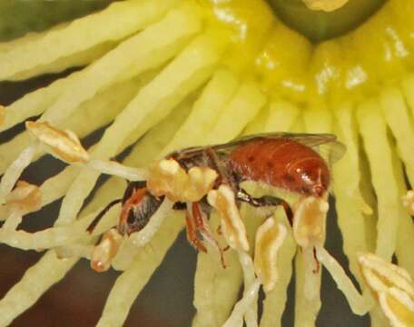 Image of Lasioglossum greavesi (Rayment 1930)