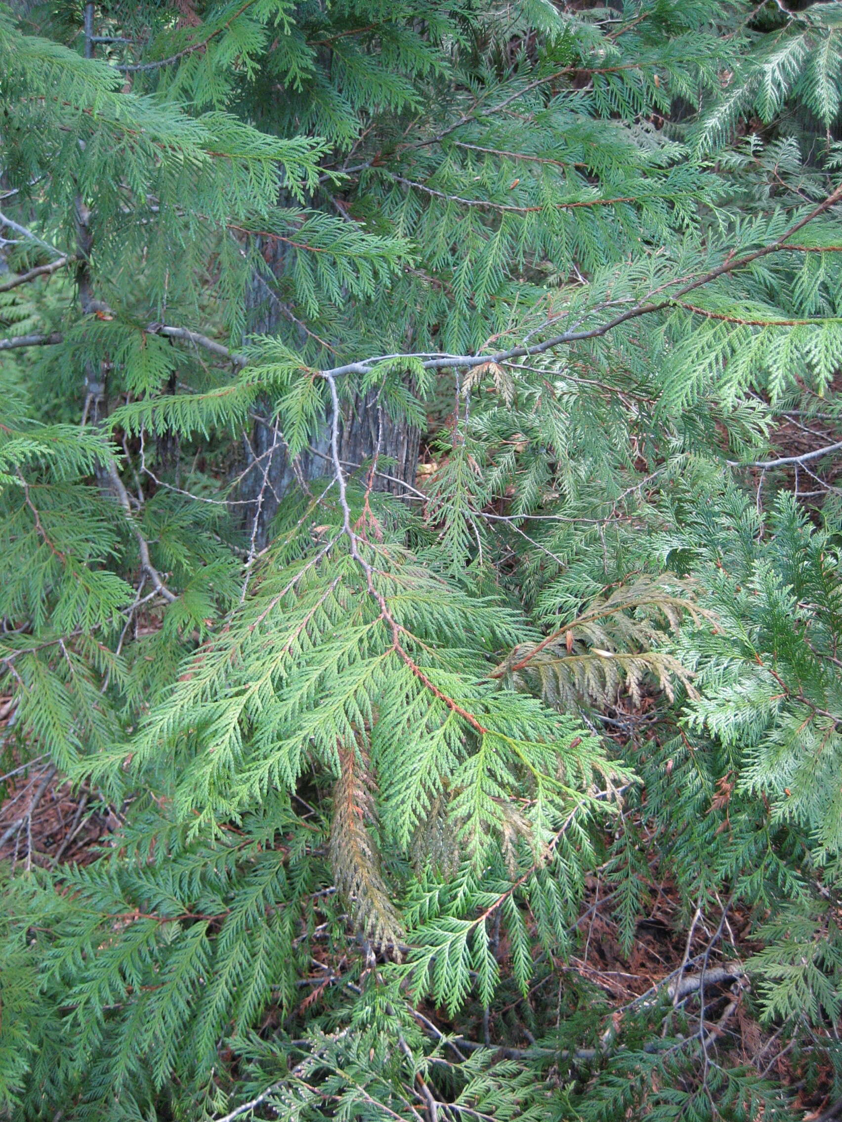 Image of Canoe Cedar
