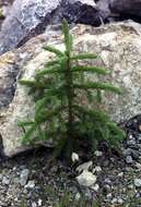 Image of Canadian Spruce