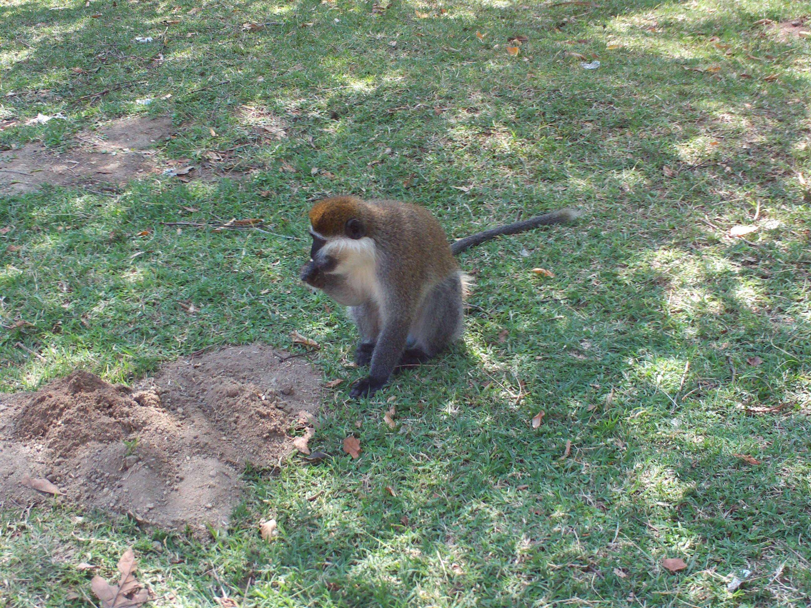 Image of vervet monkey