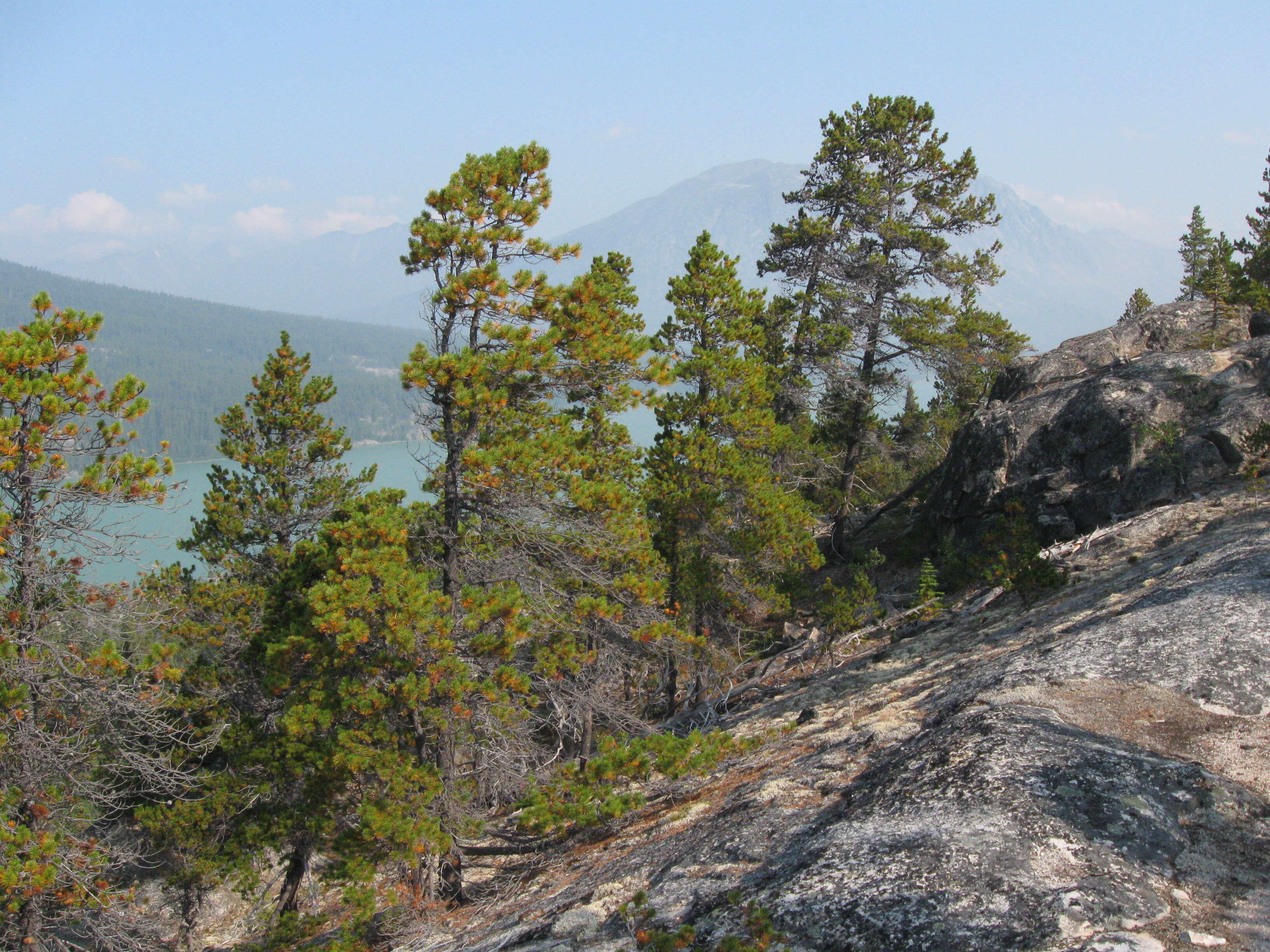 Imagem de Pinus contorta Douglas ex Loudon