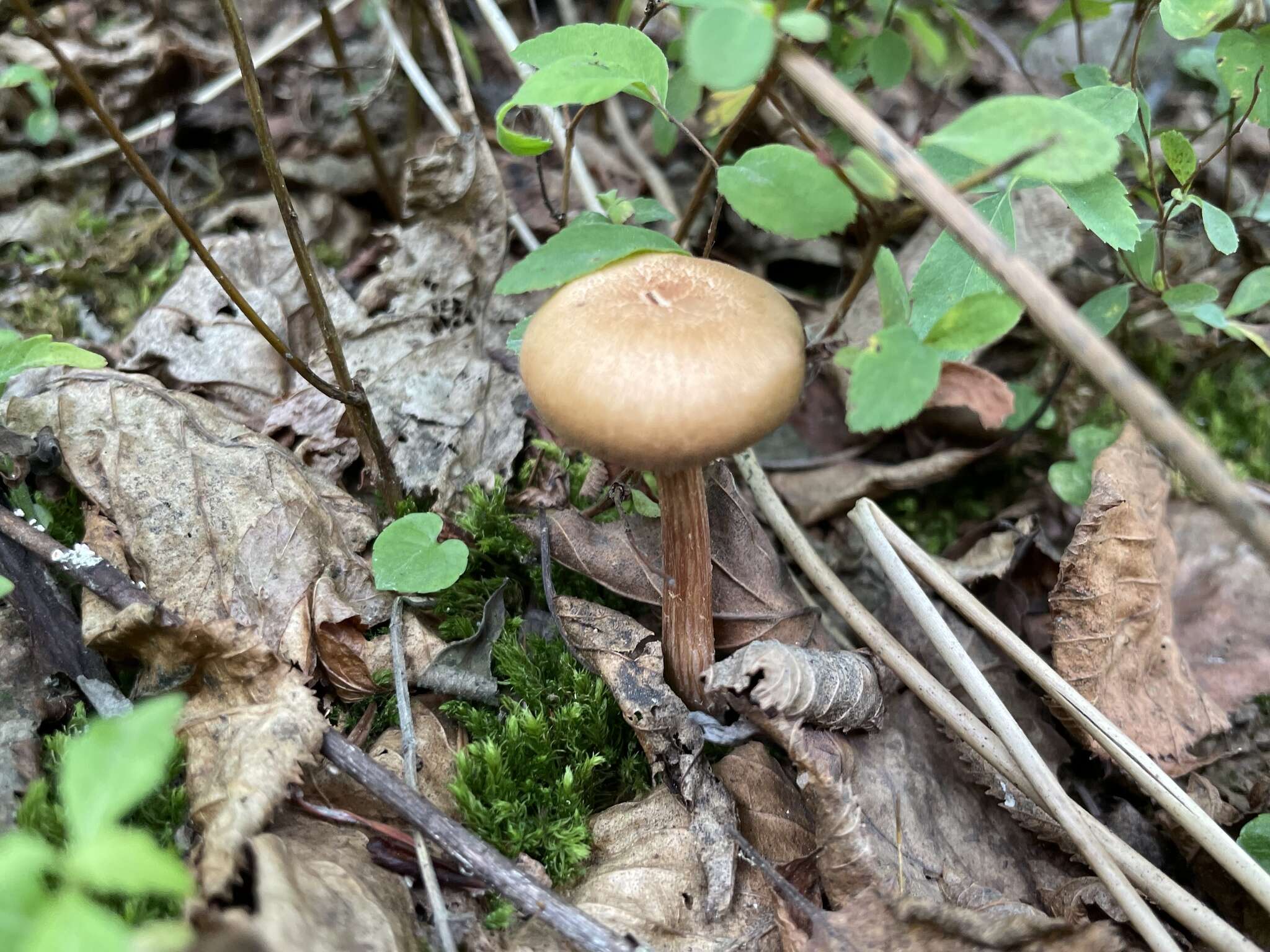 Image of Laccaria nobilis A. H. Sm. 1984