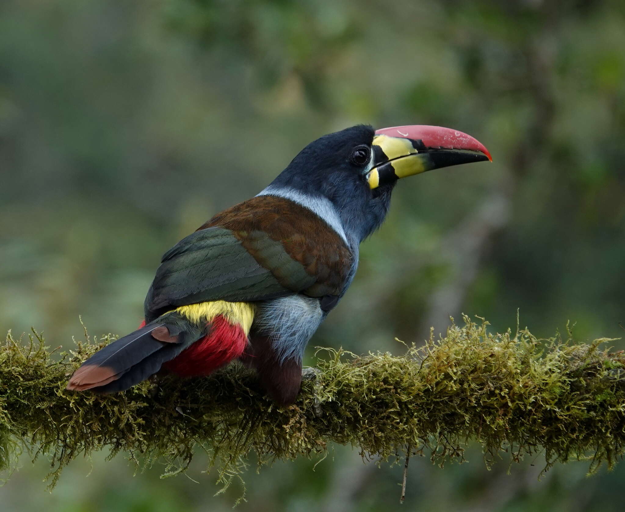 Image de Andigena hypoglauca hypoglauca (Gould 1833)