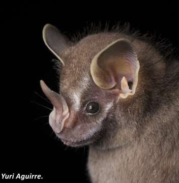 Image of Thomas's fruit-eating bat