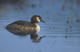 Image of Podiceps Latham 1787