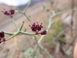 Imagem de Eremocharis triradiata (H. Wolff) I. M. Johnst.