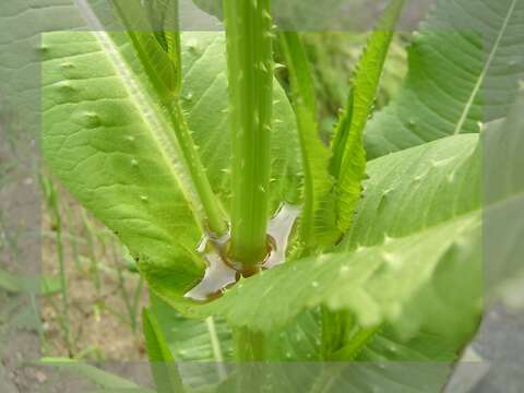 Image of Dipsacus fullonum