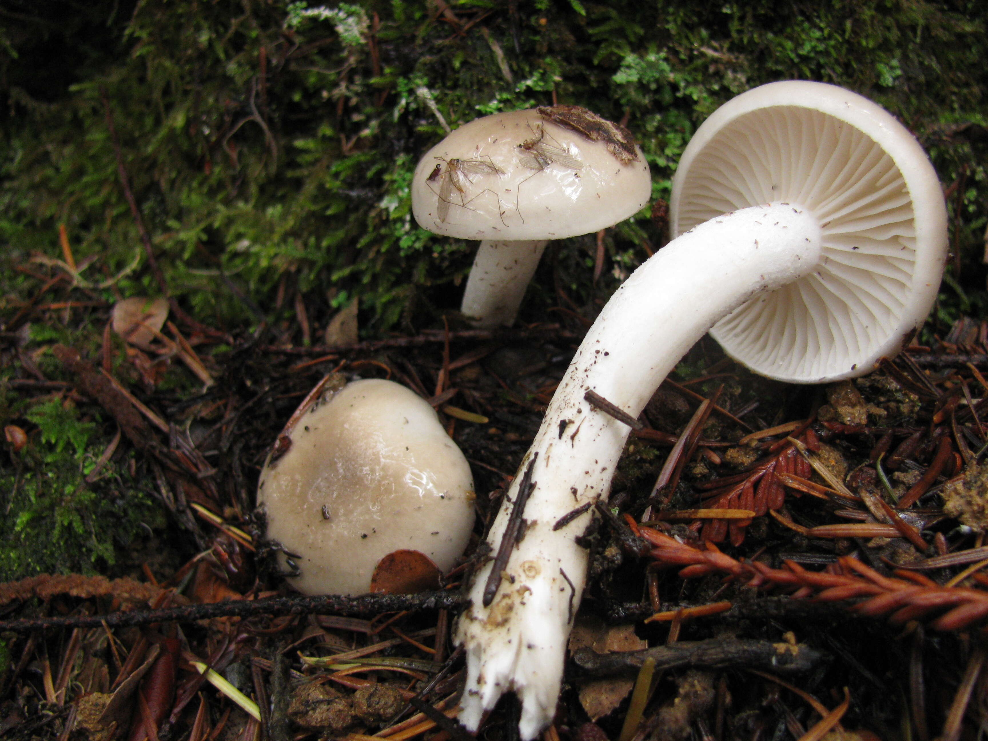 Image of gray almond waxy cap