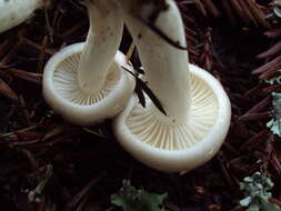 Image of gray almond waxy cap