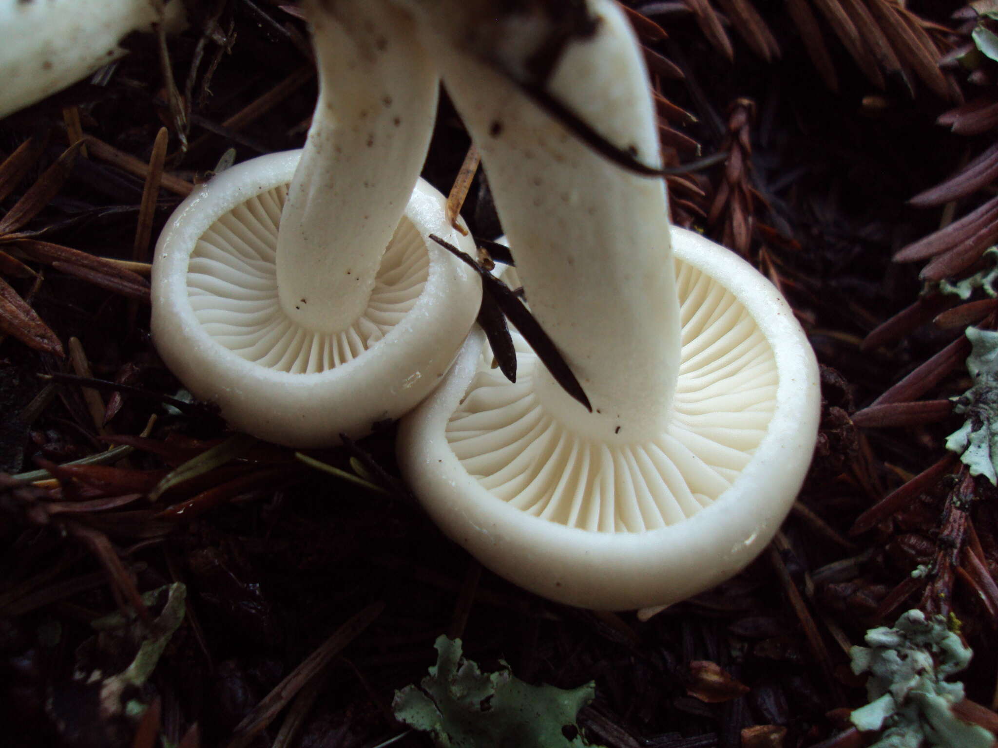 Image of gray almond waxy cap