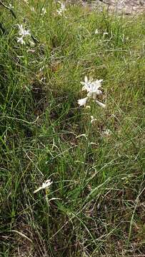 Image of Anthericum baeticum (Boiss.) Boiss.