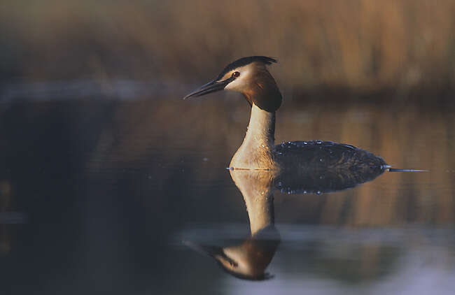 Image of Podiceps Latham 1787