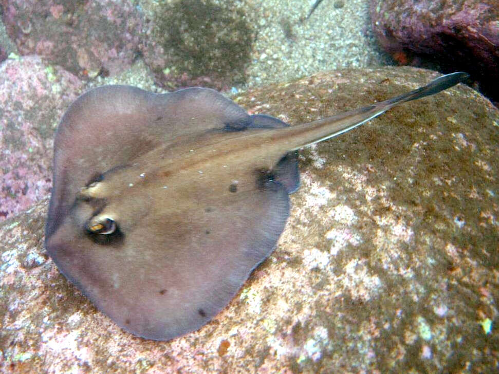 Image of Kapala Stingaree