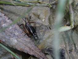 Imagem de Eunemobius carolinus (Scudder & S. H. 1877)