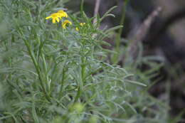 Senecio spanomerus I. Thomps. resmi