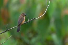 Image of Chestnut-bellied Seed Finch