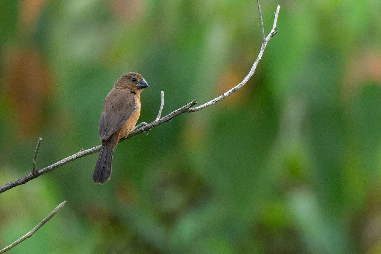 Image of Chestnut-bellied Seed Finch