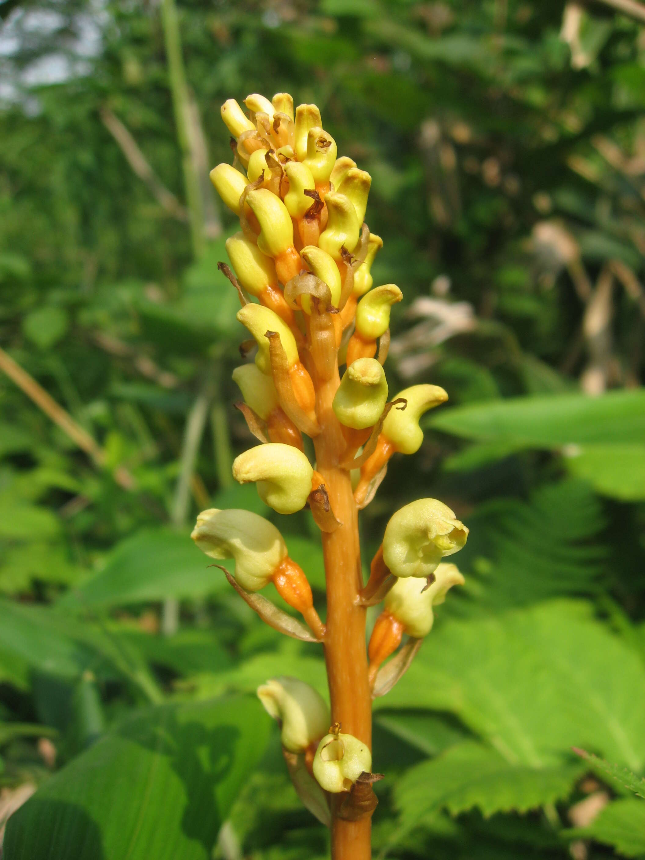 Image of Tall Gastrodia