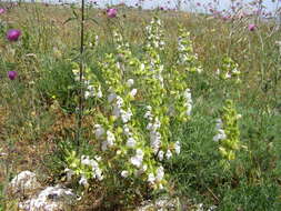 Image of Salvia scabiosifolia Lam.