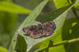 Image of Ouleus fridericus riona Evans 1953