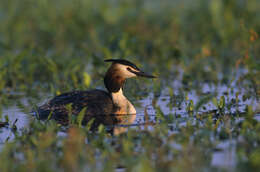 Image of Podiceps Latham 1787