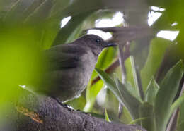 Turdus plebejus Cabanis 1861的圖片