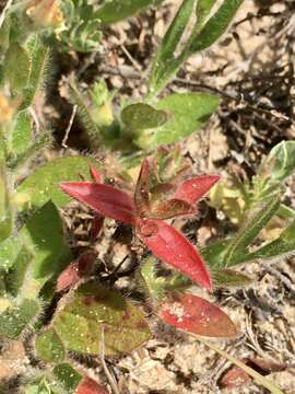 Слика од <i>Crocanthemum brasiliense</i>