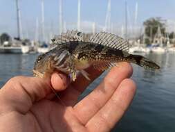 Image of Bonehead sculpin