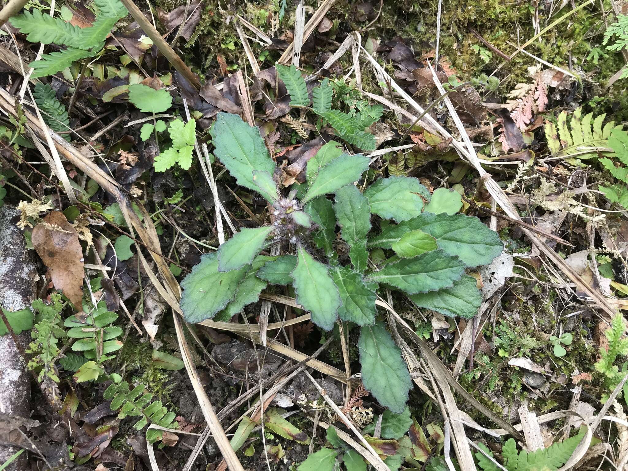 Image of Ajuga taiwanensis Nakai ex Murata