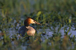 Image of Podiceps Latham 1787