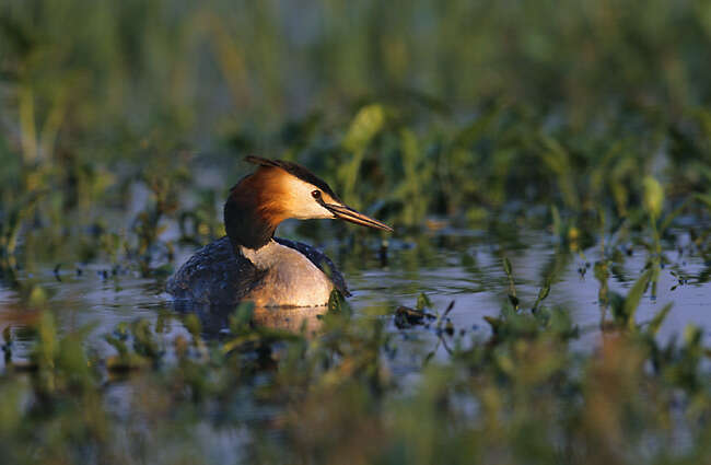 Image of Podiceps Latham 1787