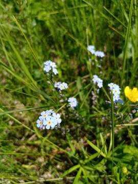 صورة Myosotis popovii Dobroc.