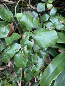 Plancia ëd Rhoicissus rhomboidea (E. Mey. ex Harv.) Planch.