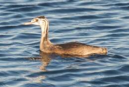 Image of Podiceps Latham 1787