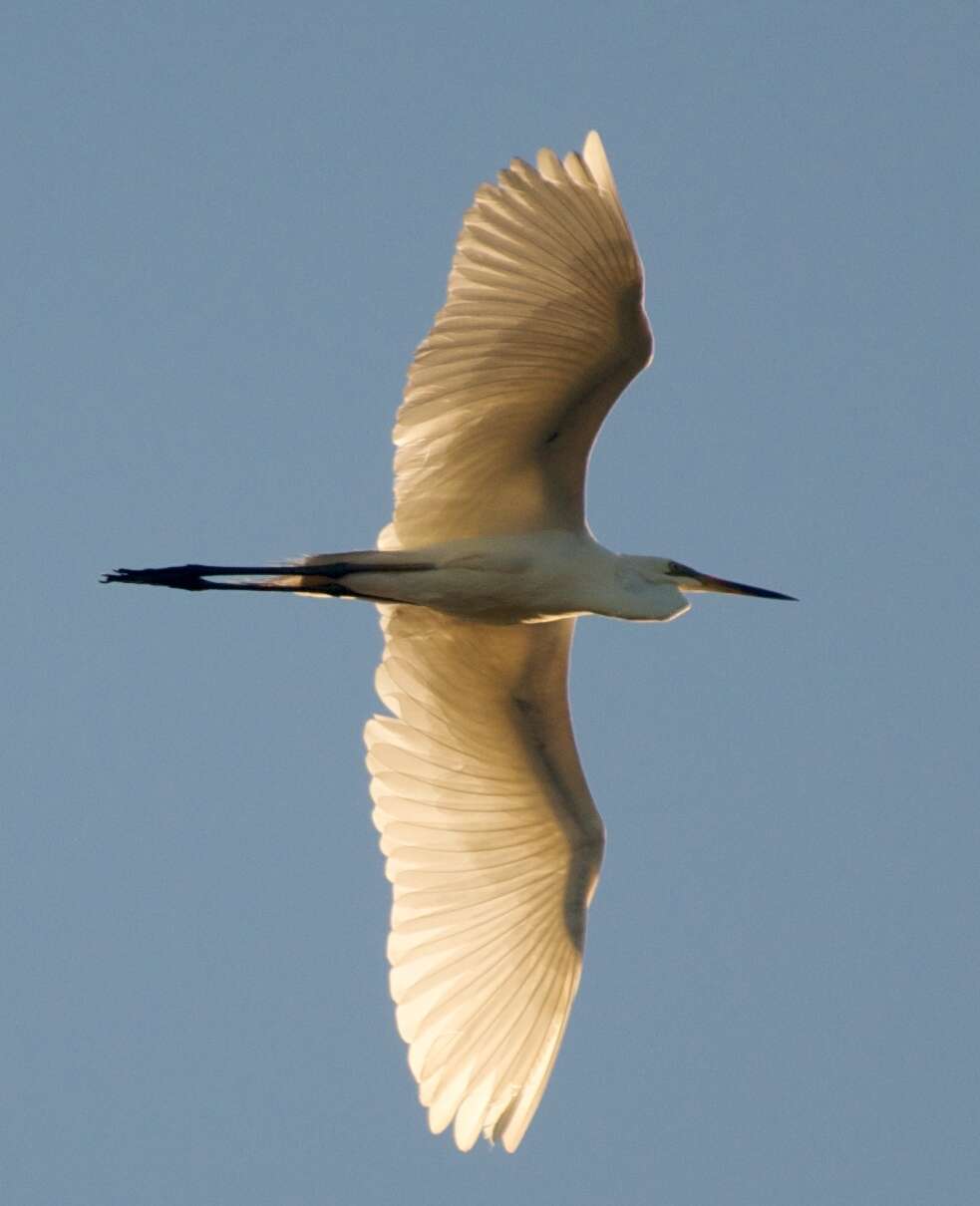 Image of Great Egret