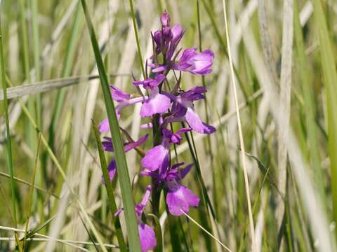 Image of Anacamptis palustris (Jacq.) R. M. Bateman, Pridgeon & M. W. Chase