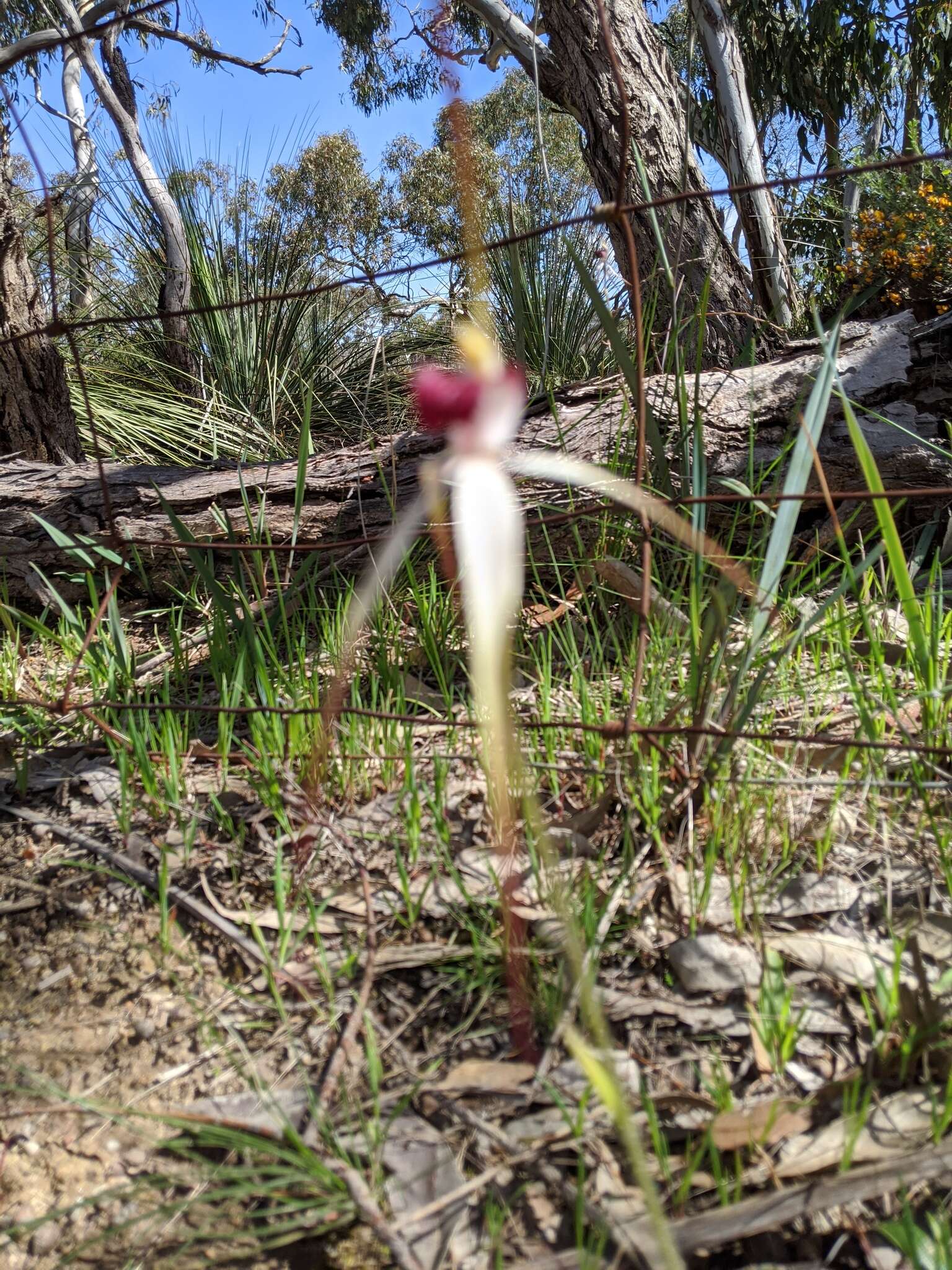 Image of Caladenia behrii Schltdl.