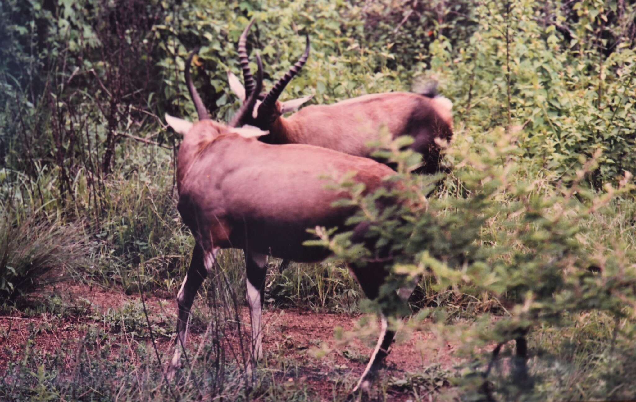 Image of Blesbok