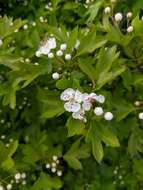 Image of Crataegus sphaenophylla Pojark.