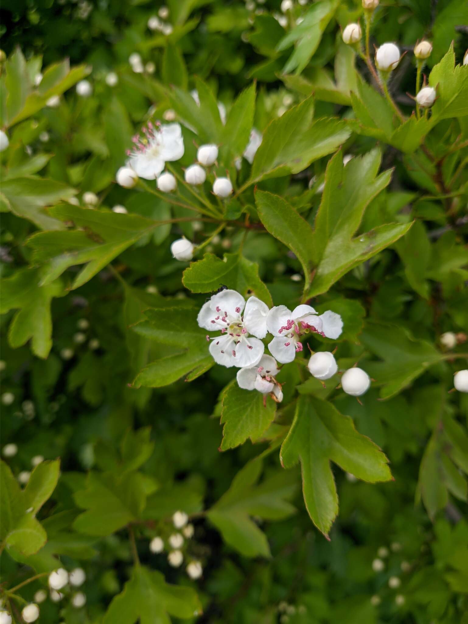 Image of Crataegus sphaenophylla Pojark.