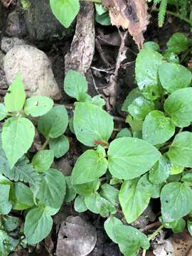 Image de Lobelia zeylanica L.