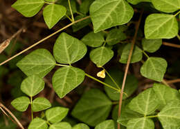 Image of Rhynchosia minima var. minima