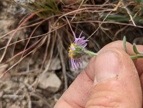 Image of Clokey's fleabane