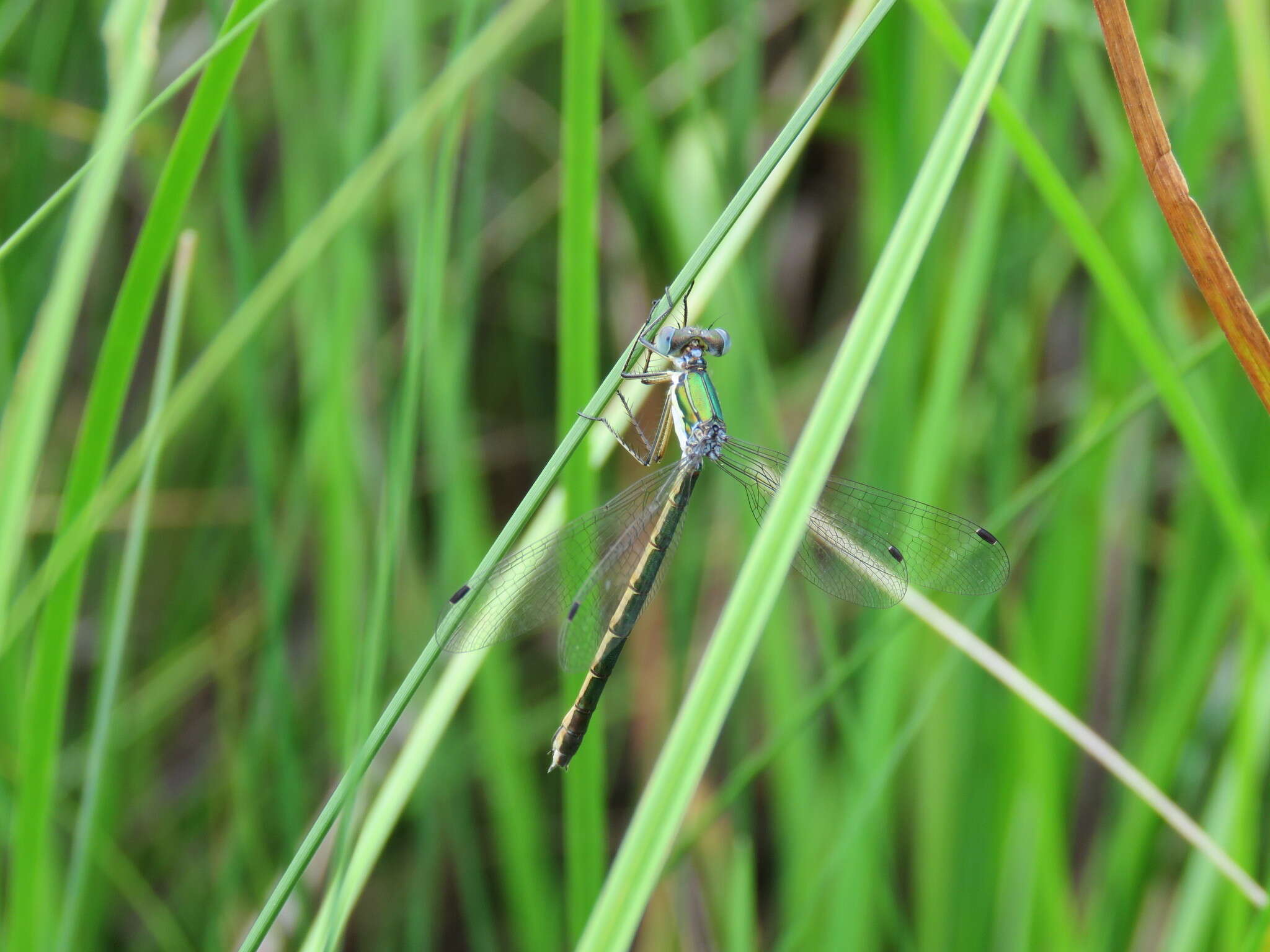 Image of Emerald Spreadwing